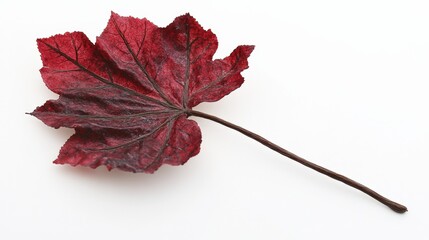 red autumn leaf on white background