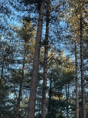 trees in the autumn