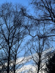 tree in the sky