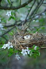 Nest with quail eggs on flowering cherry tree.