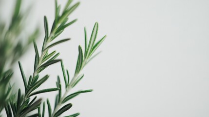 Obraz premium close up of rosemary sprigs against a white background