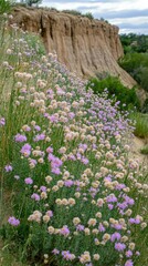 Fototapeta premium Purple wildflowers bloom hillside, eroded cliffs background, nature scene, landscape photography