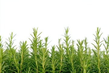 Obraz premium close-up of rosemary plant on white background