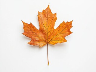 a single orange maple leaf on a white background
