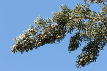 Branch of the Arizona cypress (Cupressus arizonica) is an evergreen conifer that features needle-like leaves and silver-blue foliage and beatiful dense cones.
