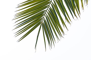 The leaf of the Canary Island date palm (Phoenix canariensis) is pinnate, arching, and feathery, providing dense, lush green foliage. Isolated on white background for design works.