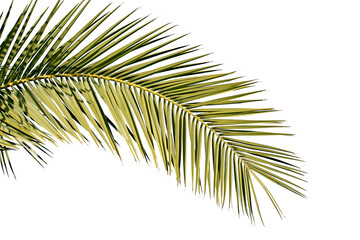 The leaf of the Canary Island date palm (Phoenix canariensis) is pinnate, arching, and feathery,...
