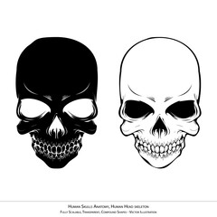 Human Skulls Anatomy Illustration - Transparent Head Skeleton Vector Art 2