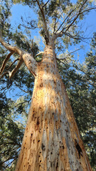 A river red gum (Eucalyptus camaldulensis) tree offering a serene and captivating natural beauty