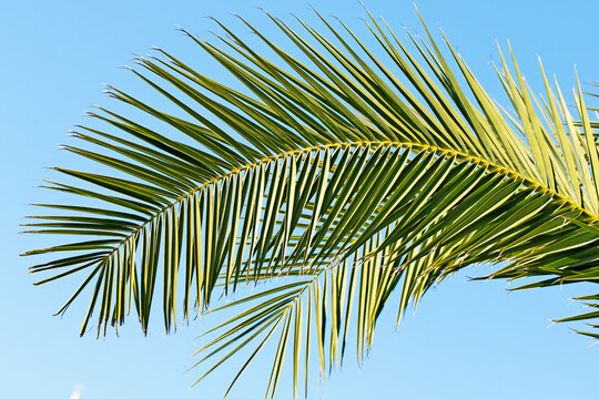 For design works on blue sky background, the leaf of the Canary Island date palm (Phoenix canariensis) is pinnate, arching, and feathery, providing dense, lush green foliage.
