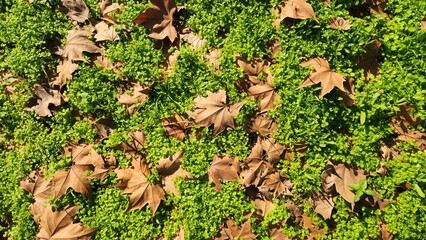 Fallen leaves of the London planetree (Platanus × hispanica) in a city park in winter as a nature design background