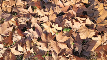 Fallen leaves of the London planetree (Platanus × hispanica) in a city park in winter as a nature design background
