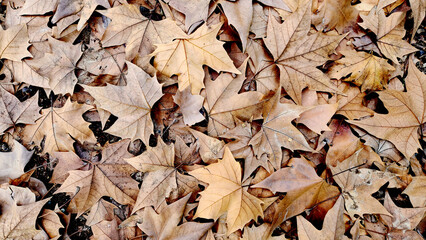 Fallen leaves of the London planetree (Platanus × hispanica) in a city park in winter as a nature design background