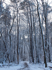 Vertical photo of a snow-covered winter landscape in the Kottenforst forest in Bonn, Germany on a sunny day in January