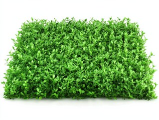 a green leafy hedge on a white background
