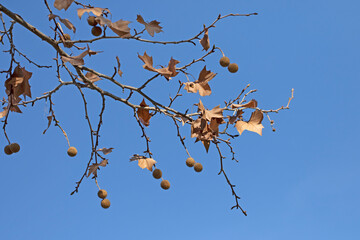 Branch of the London planetree (Platanus × hispanica) in a city park in winter as a nature design background