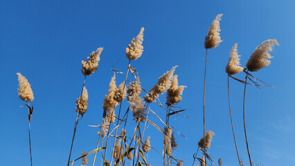 Reed grass (Phragmites australis) in winter, as a nature background