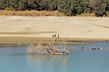 Dwarf cormorants sunbathing on a driftwood tree, with black-headed gulls, mallards and Eurasian scarabs at the water's edge
