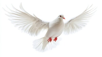 Obraz premium white dove in flight