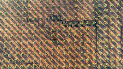 Aerial View of Tree Farm with Shadows