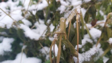 snow on a branch