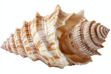 Obraz premium a large seashell on a white background