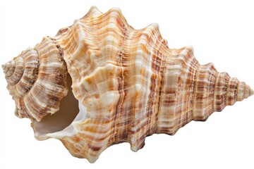 close up of a sea shell with a spiral pattern