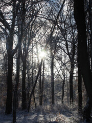 Vertical shot of sun beaming through snowy trees at the Kottenforst forest in Bonn, Germany in January