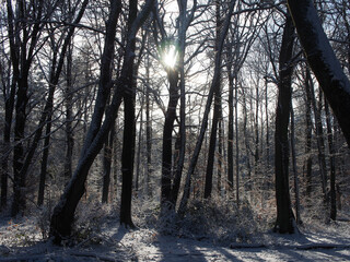 Sun beaming through snowy trees at the Kottenforst forest in Bonn, Germany in January
