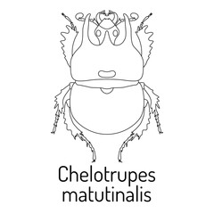 Black and white illustration of a beetle 