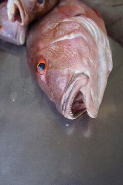 The red porgy (Pagrus pagrus), also known as the common seabream or Couch's bream, is a species of marine ray-finned fish in the family Sparidae. Fortaleza Cear&aacute;, Brazil.