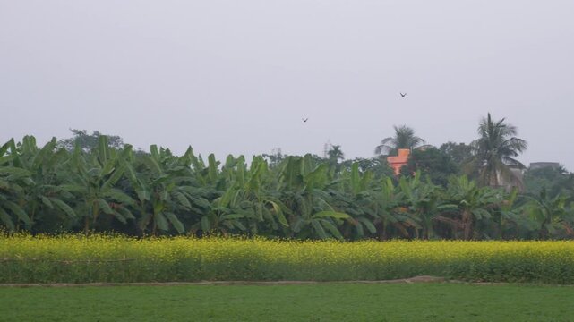 Indian myna birds flying on the agriculture field