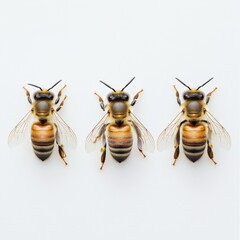 three honey bees on white background