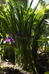 Purple flower Iris graminea (Grassy-Leaved Iris, Iridaceae). Summer flower in the garden