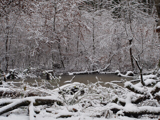 Snow-covered trees and pond, a winter landscape in the Kottenforst forest in Bonn, Germany on a...
