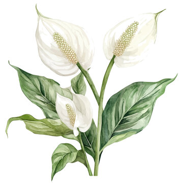 white peace lily watercolor botanical clip art preview