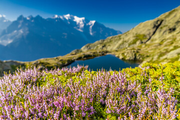 Obraz premium Lake in the Alps. Beautiful clear turquoise water lake in Chamonix Mont Blanc valley in French Alps. Alpine beautiful scenery in summer with blue sky