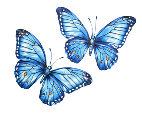 Captivating Pair of Azure Butterflies in Flight , isolated on white background PNG
