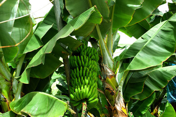 green bananas growing on a tree