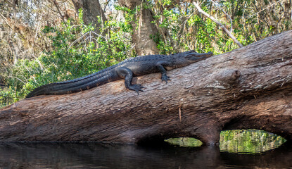 An American Alligator (Alligator mississippiensis) Suning on a Log on the Loxahatchee River, Florida