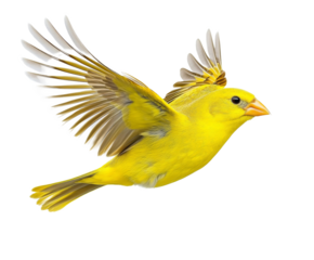 A Vivid Yellow Bird in Flight: A Stunning Nature Photography , isolated on white background PNG