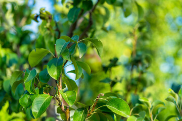 Obraz premium Juicy pears on tree branch in garden