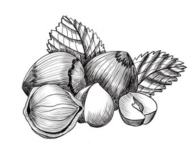 hazelnuts on a white background