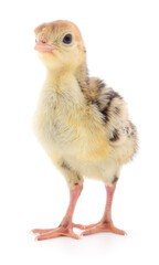 Chicken turkey isolated.