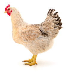 Brown hen isolated.
