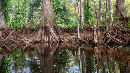 Scene on the Loxahatchee River, Florida