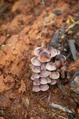 Mushrooms found alongside a hiking trail in Southern Ontario.