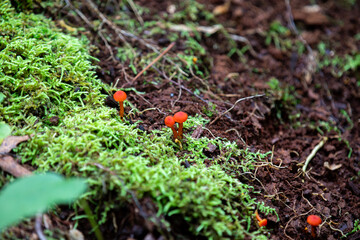 Mushrooms found alongside a hiking trail in Southern Ontario.