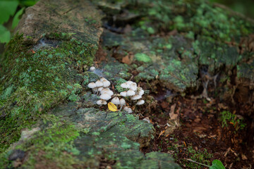 Obraz premium Mushrooms found alongside a hiking trail in Southern Ontario.