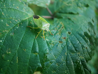 True bug insect summer leaf